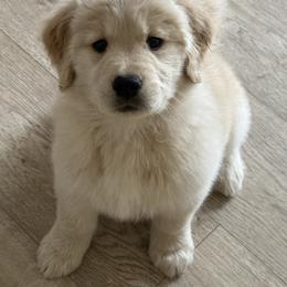 Golden Retriever Puppies from Amore Doro’ N Marshell Golden’s