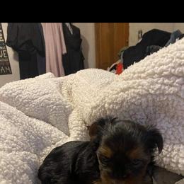 Yorkshire Terrier Puppies from Missy Lu Lap Puppies