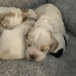 Cocker Spaniel Puppies from Lady K Cocker Spaniels