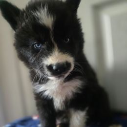 Black boy - Black and white male Siberian Husky puppy in East Otto, New York from Howling Huskies