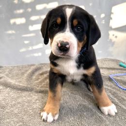 Blue - Black, white and red male Greater Swiss Mountain Dog puppy in Pasadena, California from Park Place Swissys