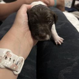 Rad - Liver and white male German Shorthaired Pointer puppy in Logan, Utah from On Point Gun Dog's of Utah