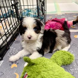 Cotton - Blue merle female Aussiedoodle puppy in Heber City, Utah from Junipersdoodles