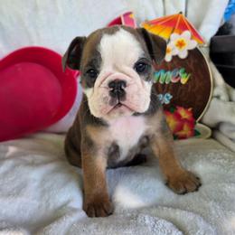 Gypsy - Lilac tri-color female Bulldog puppy in Cardington, Ohio from A & J Miniature Dachshunds & Bulldogs