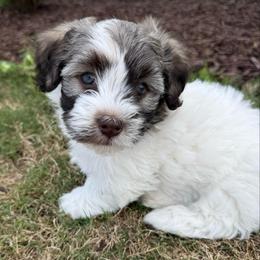 Boy 2 - Silver sable male Havanese puppy in Douglas, Georgia from Huffer Hounds and Havanese