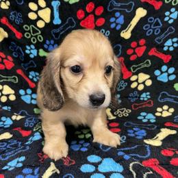REDUCED red collar boy - Cream male Dachshund puppy in Bullard, Texas from Mimidachs of Texas