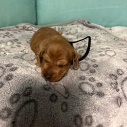 Black boy - Dapple male Dachshund puppy in Live Oak, Florida from The Weenie Herd Mom