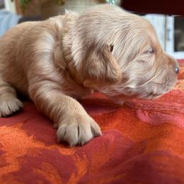 Yellow - Golden female Golden Retriever puppy in Bonanza, Oregon from Gold 'N Dust Ranch