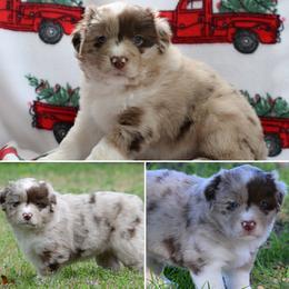 Cue - Red merle male Miniature American Shepherd puppy in Robinson, Texas from Stellar Miniature American Shepherds