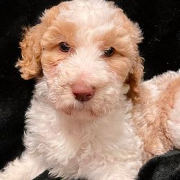 Poodles from Nec Nivem Farm