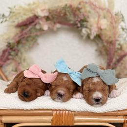 Puppy Pick 2 - Red  female Goldendoodle puppy in Elk Grove, California from Doodles by Faith