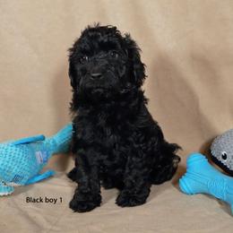 Shadow boy 1 - Black male Labradoodle puppy in Colonial Beach, Virginia from Bristol Mine Kennels