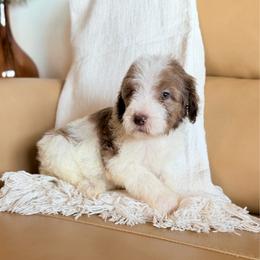 Leonard (Lenny) - Parti male Goldendoodle puppy in Livermore, Colorado from Heritage Hills Family Doodles