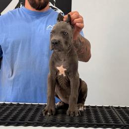Female 3 - Gray female Cane Corso puppy in Cashion, Oklahoma from APEXOK Cane Corsos LLC