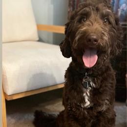Bernedoodle, Bernese Mountain Dog, Goldendoodle, and Shihpoo Puppies from Route 66 Poodles & Doodles, Sapphire Shih-tzu's of Ohio