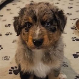 Athena - Blue merle female Australian Shepherd puppy in Independence, West Virginia from Haddix Farms