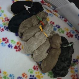 Goldendoodle puppies from Adored Poodle & Doodles