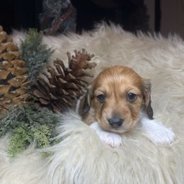Snyggles - Piebald female Dachshund puppy in Washburn, Tennessee from Clinch Mountain Dachshunds