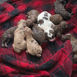 Peppermint Patty - Chocolate female Goldendoodle puppy in Hobbs, New Mexico from Penny Doodles