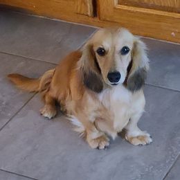 Freya - Dachshund