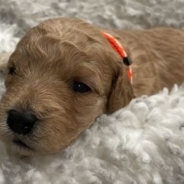 Goldendoodle Puppies from Angel’s Goldendoodle Pups