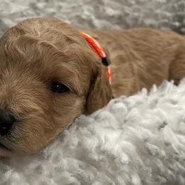 Goldendoodle Puppies from Angel’s Goldendoodle Pups