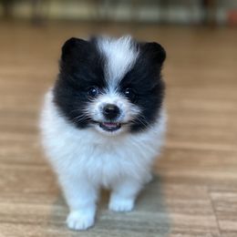 Rocky - Black parti male Pomeranian puppy in Citrus Heights, California from Yev and Marina's Pomeranians (AKC)