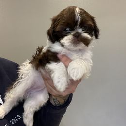 Shih Tzu Puppies from Shihtzus.Sc