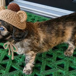 Husk AKC Cream Brindle dapple longhaired mini dachshund - Dapple male Dachshund puppy in Las Cruces, New Mexico from The Dachshund Den