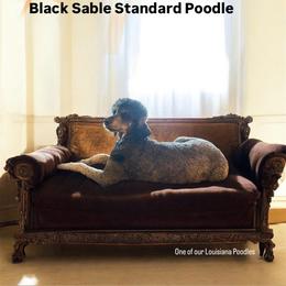 EMMA - Poodle