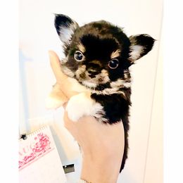 Black Diamond  (tri-color black) - Black and tan male Chihuahua puppy in Santa Rosa Beach, Florida from Eva's Chihuahua