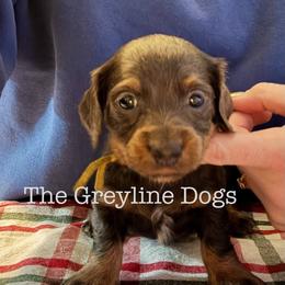 Fir - Gray (blue) and tan male Dachshund puppy in Overbrook, Kansas from The Greyline Dogs
