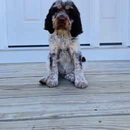English Springer Spaniel Puppies from C & S Farms