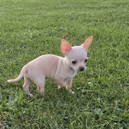 Tommy - Fawn male Chihuahua puppy in Amity, Pennsylvania from Baxters Chihuahuas