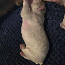 MTO Snowball - White male French Bulldog puppy in Asheville, Texas from MTO KENNELS