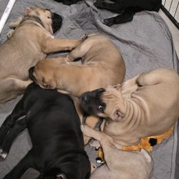 Cane Corso Puppies from PNW Cane Corsos