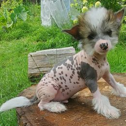 Bobby - White and black male Chinese Crested puppy in Union City, New Jersey from Marina Konstantinova's Cresteds