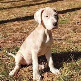 Great Danes from Majestic Danes