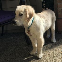 Golden Retriever Puppies from Montana Mist Golden Retrievers English Cream