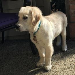 Golden Retriever Puppies from Montana Mist Golden Retrievers English Cream