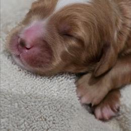 4th Pick of Litter, Male - Tri-color male Bernedoodle puppy in Blanco, Texas from Texas Hill Country Sheepadoodles & Bernedoodles