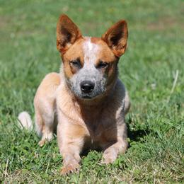 Rave - Australian Cattle Dog