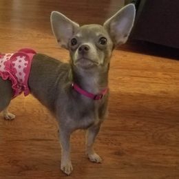 Chihuahuas, Companion Crosses, and Shih Tzus from Purposefully Bred Kennel