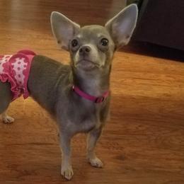 Chihuahuas, Companion Crosses, and Shih Tzus from Purposefully Bred Kennel