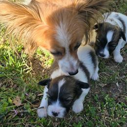 Harley - White and red male Papillon puppy in Hollister, Missouri from Swan Creek Kennel