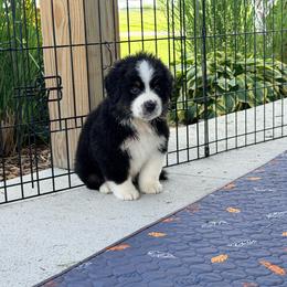 Boy 1 - Black tri male Miniature Australian Shepherd puppy in Arcadia, Indiana from Sunset Cowgirl Mini Aussies