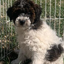 Waffles - Parti male Goldendoodle puppy in Haddam, Kansas from Golden B Acres
