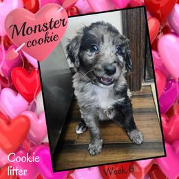 Monster Cookie - Blue merle male Aussiedoodle puppy in Fredericktown, Ohio from Brisby Bordoodles