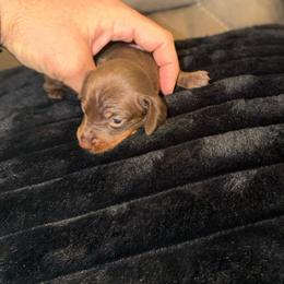 Petals - AKC - Chocolate and tan female Dachshund puppy in Indian Trail, North Carolina from Hilda’s Teenie Weenies