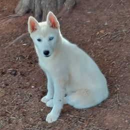 Egypt - Siberian Husky